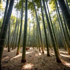 green forest in the morning