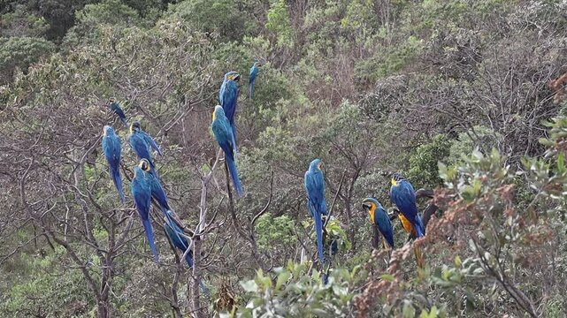 Several Big blue parrot Hyacinth Macaw, Anodorhynchus hyacinthinus, wild bird at Chapada Veadeiros, Goias, Brazil