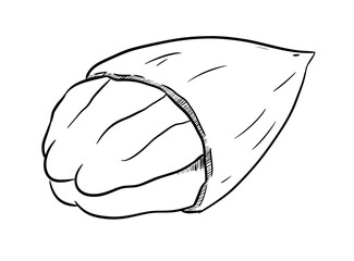 pecan nut digital drawing illustration isolated