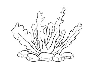 seaweed digital drawing illustration isolated