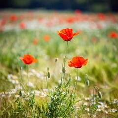 Obraz premium a single red poppy flower standing tall in a field, with shallow focus blurring the background, emphasizing the vibrant bloom against a soft, dreamy backdrop.