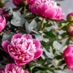 Fototapeta premium A close-up of bouquet composed of soft red peonies and eucalyptus, with the intricate textures and colors of the flowers beautifully displayed against a blurred background