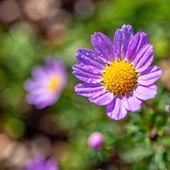 Close-up macro shot of a single dew-covered spring flower, with intricate details of the petals and droplets of water reflecting light. Focus on the delicate textures and vibrant colors of the flower 