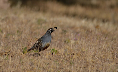 californian quail (callipepla californica), male, in Argentine Patagonia