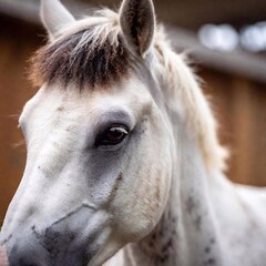 portrait of a white horse in the stable
