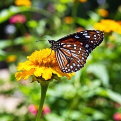 Obraz premium butterfly on a flower