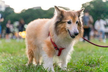 a graceful Shetland Sheepdog, happily strolling across a sunlit grassy field. Its long, fluffy coat flows gently as it walks, showcasing the breed's elegance and beauty.