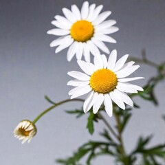 A high-resolution ultrarealistic image of two daisies in photo art style. The flowers are positioned on a plain white background. Each daisy is characterized by its vibrant yellow center with a textur