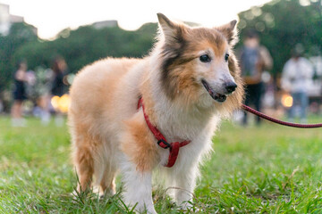 a graceful Shetland Sheepdog, happily strolling across a sunlit grassy field. Its long, fluffy coat flows gently as it walks, showcasing the breed's elegance and beauty.