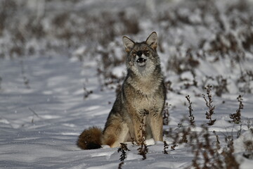 Coyote in snow, wild