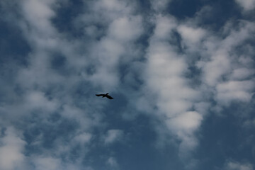 birds in the sky, Silhouette of Two Birds Flying in the Evening Sky