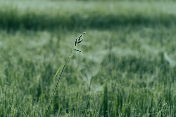 Winter Morning, beautiful environment, Misty mornings and golden fields, Morning, soft and serene