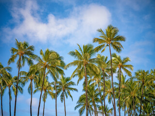 Coconut Grove of Trees Under Partly Cloudy Sky.