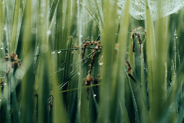 Winter Morning, beautiful environment, Misty mornings and golden fields, Morning, soft and serene