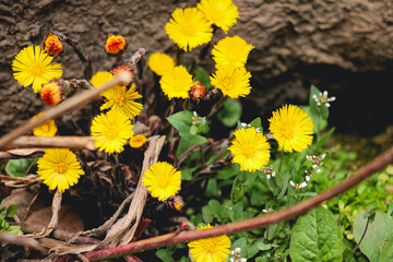 yellow flowers in the garden, The beautiful yellow coltsfoot flower blooms as one of the first flowers in early spring, Coltsfoots, Foalfoot, Tussilago farfara