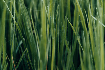 Winter Morning, beautiful environment, Misty mornings and golden fields, Morning, soft and serene