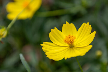 キバナコスモス