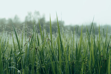 Winter Morning, beautiful environment, Misty mornings and golden fields, Morning, soft and serene