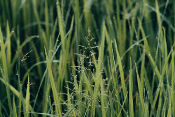Winter Morning, beautiful environment, Misty mornings and golden fields, Morning, soft and serene