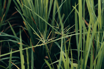 Winter Morning, beautiful environment, Misty mornings and golden fields, Morning, soft and serene