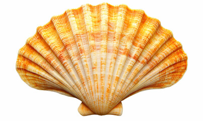 Obraz premium A close-up of a beautiful seashell with intricate patterns and textures.