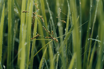 Winter Morning, beautiful environment, Misty mornings and golden fields, Morning, soft and serene