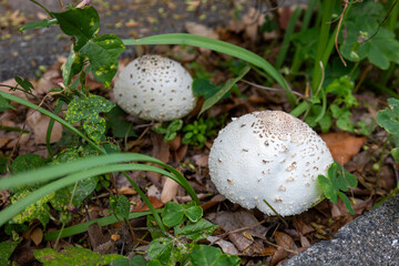 オオシロカラカサタケ(大白唐傘茸)／毒キノコ
