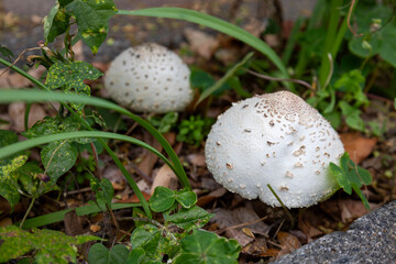 オオシロカラカサタケ(大白唐傘茸)／毒キノコ