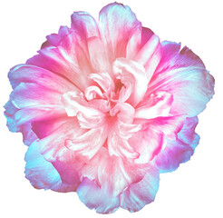 Pink  tulip flower  on a white isolated background with clipping path. Closeup. For design. Nature.