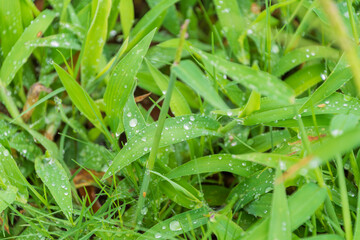 Dew Drops on Green Grass