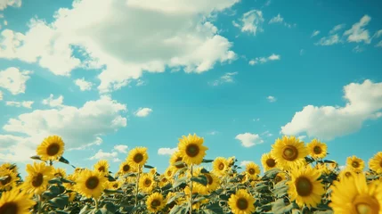 Foto auf Acrylglas Artz Sonnenblumenfeld unter blauem Himmel mit Wolken  © Red Tiger Design