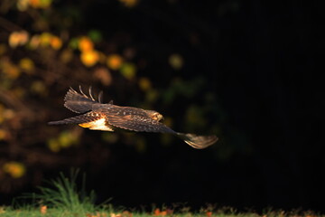 Red shoulder hawk inflight in golden light, against black background 