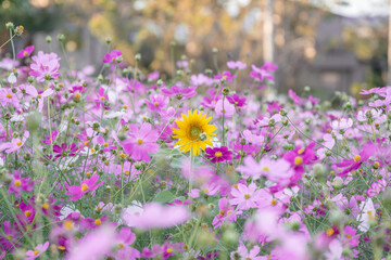 field of flowers