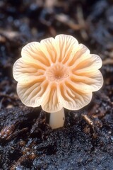 A delicate mushroom