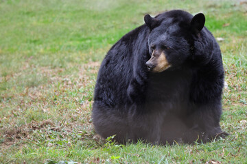 Fototapeta premium Black bear sitting on grass on a mountain slope