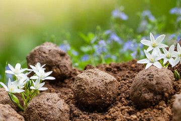 Guerrilla gardening. Seed bombs flower. Wild flower Plants sprouting from seed ball.