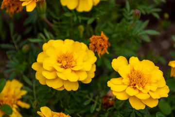 黄色いマリーゴールドの花