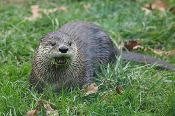 Cute closeup picture of otter eating grass