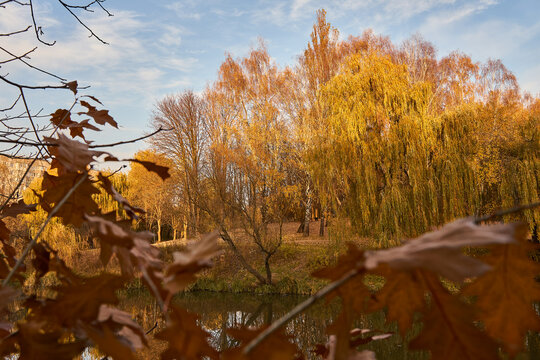 Wild autumn park and sunset, golden hour. Impressive view with river and ducks