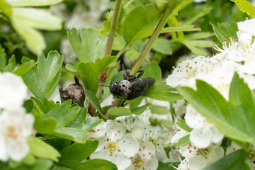 Capnodis tenebrionis. Flatheaded woodborer in spring, while the fruit trees are blooming