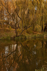Wild autumn park and sunset, golden hour. Impressive view with river and ducks