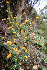 A Cluster of Golden Wattles Blooms in the Australian Bush