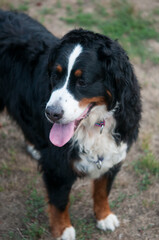 Bernese mountain dog standing with mouth open and tongue out