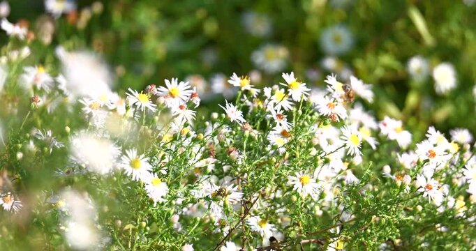 White daisy fleabane on a meadow surrounded by bees and insects