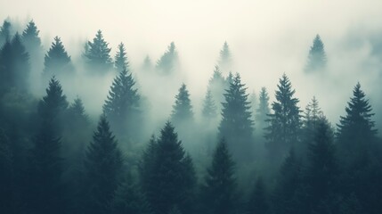 Fototapeta premium A serene view of a dense forest shrouded in mist and fog.