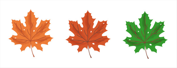 autumn maple leaf