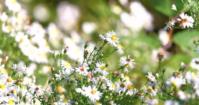 White daisy fleabane on a meadow surrounded by bees and insects
