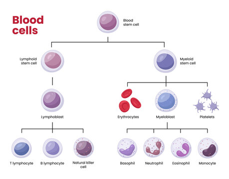 Vector types of blood cells. Erythrocytes, eosinophil, neutrophil, plateletes, leukocytes, lymphocytes, monocytes, basophil etc. Educational chart