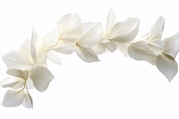 Obraz premium Delicate White Flower Petals - Floral Photography