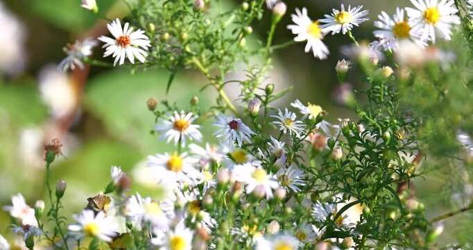 White daisy fleabane on a meadow surrounded by bees and insects